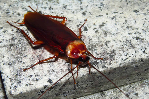 Kakerlaken / Schaben bekämpfen